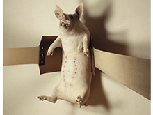 schweinschleuder02